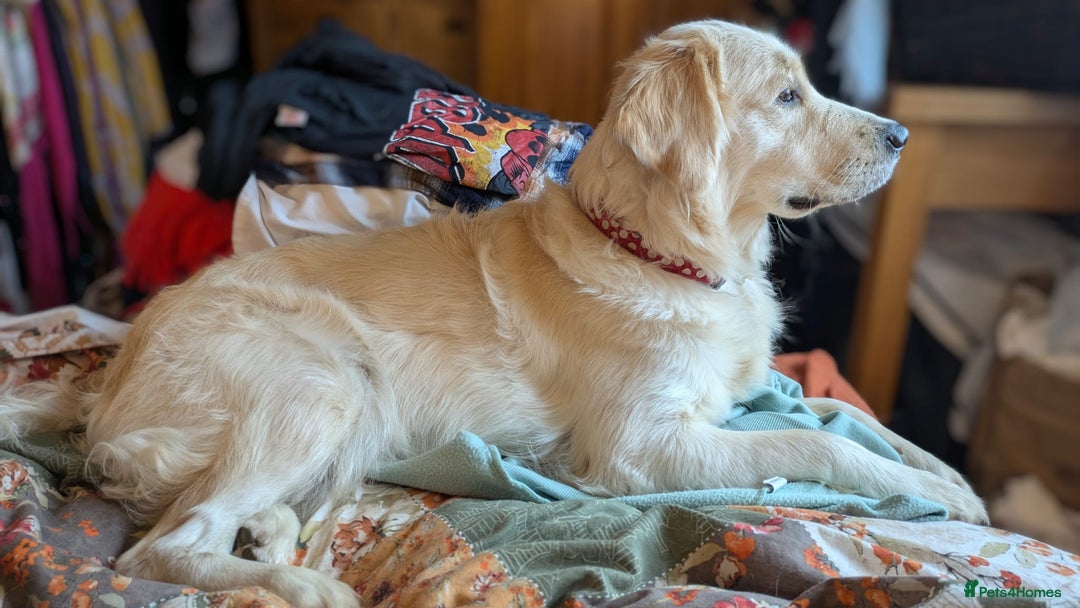 Golden Retriever dogs for sale: Golden Retriever pups - Image 16