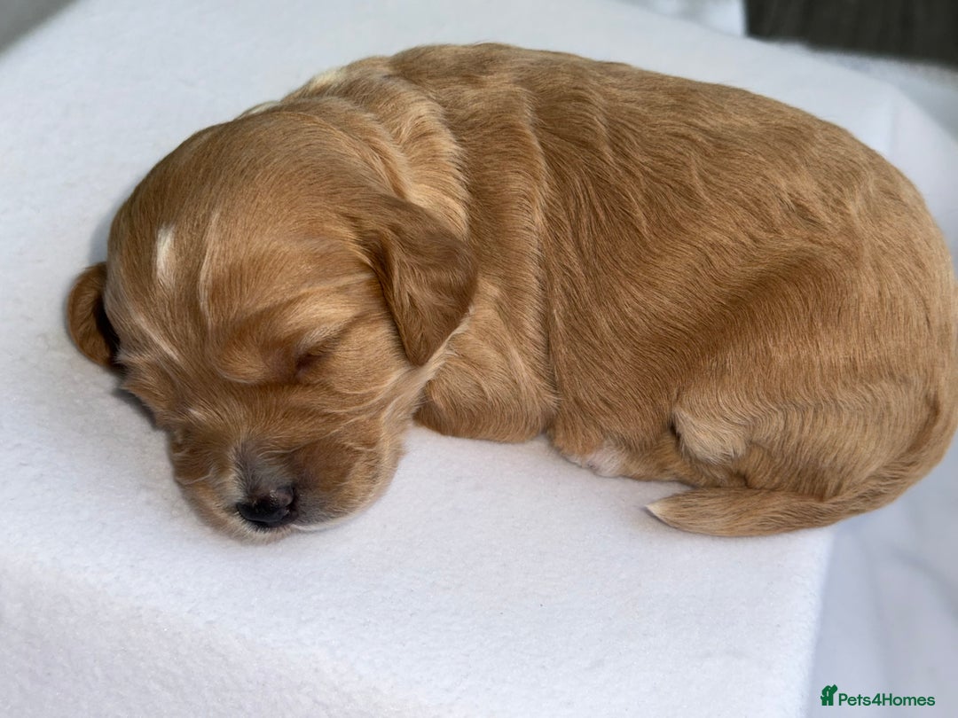 Cockapoo dogs for sale: F1 COCKAPOO PUPS - Advert 7