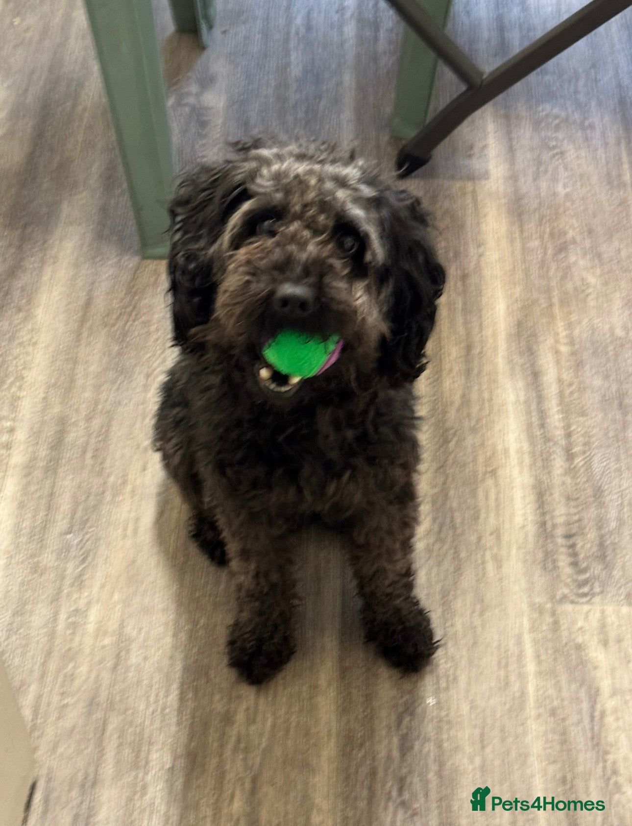 Cockapoo dogs Beautiful Black Cockapoo, 2yo male, friendly  in Milton Keynes - Advert 1