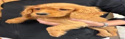 Cocker Spaniel dogs for sale: Cocker spaniel puppy’s  - Advert 21