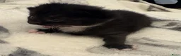 Domestic Shorthair cats for sale:  3 kittens  - Advert 5