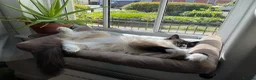 Ragdoll cats for sale: Home Wanted - Advert 17