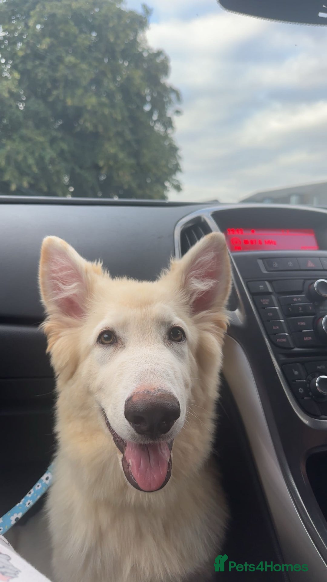 German Shepherd dogs for sale: Sisters  - Image 4