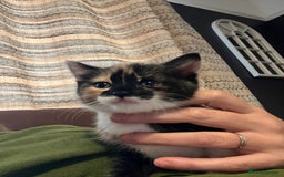 Mixed Breed cats for sale: Playful adorable kittens  - Advert 7