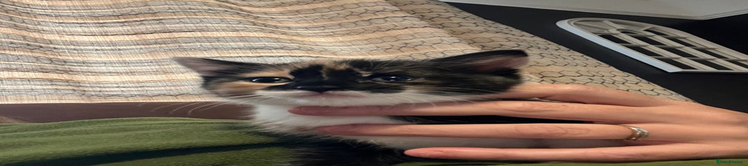 Mixed Breed Kitten 2