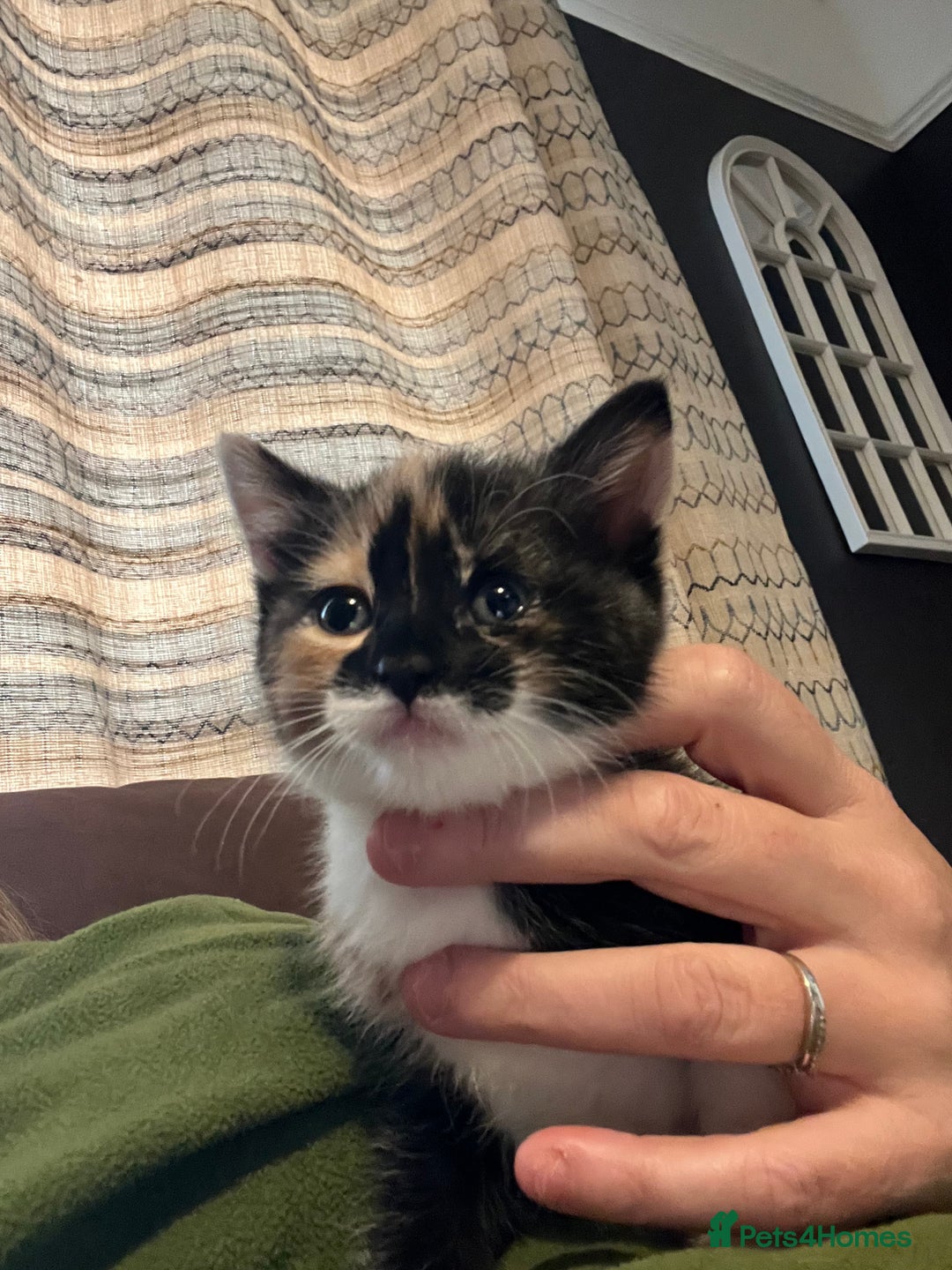 Mixed Breed cats for sale: Playful adorable kittens  - Advert 7