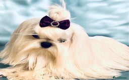 Maltese dogs for sale: 🌟Maltedoll Tiny Korean Maltese KC Reg🌟 - Image 19