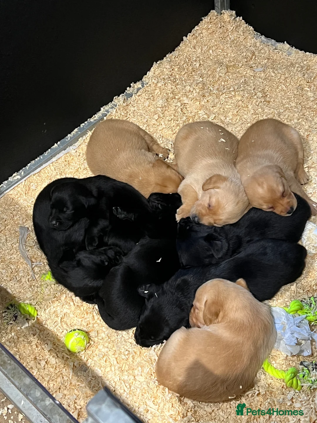 Labrador Retriever dogs for sale: KC registered working Labrador puppies - Advert 2