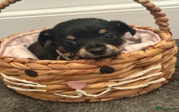 Mixed Breed dogs for sale: Yorkshire terrier x jack Russel  - Image 1
