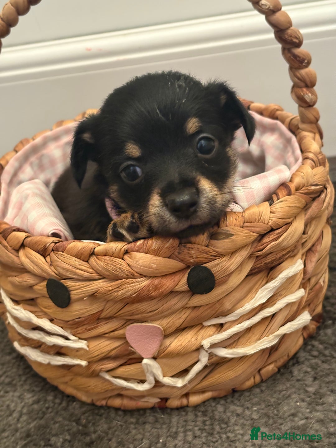 Mixed Breed dogs for sale: Yorkshire terrier x jack Russel  - Image 1