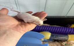 Mouse rodents for sale: Mouse and cage for sale.  - Image 3