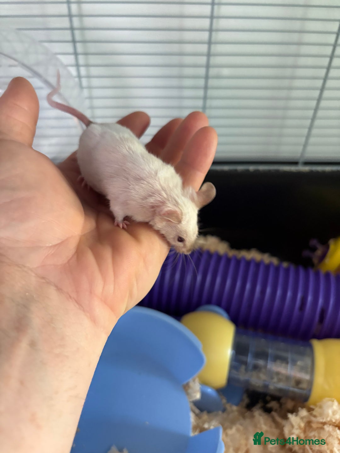 Mouse rodents for sale: Mouse and cage for sale.  - Image 3