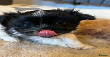 Mixed Breed dogs Shih Apso - Advert 12