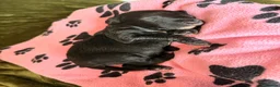 Portuguese Water Dog dogs for sale: Pure Unique Portuguese Water  Dogs  in Redruth - Advert 4