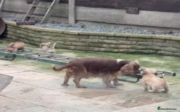 Cockapoo dogs for sale: Beautiful Cockerpoo puppies - Advert 9