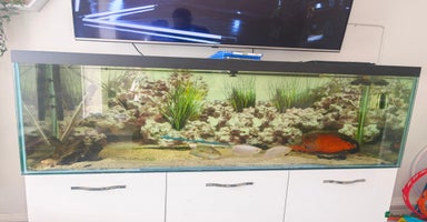 Cichlids fish - Advert 1