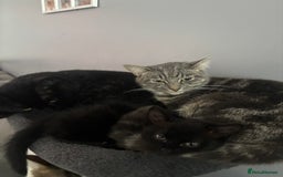 Mixed Breed cats for sale: Two beautiful kittens for sale - Image 2