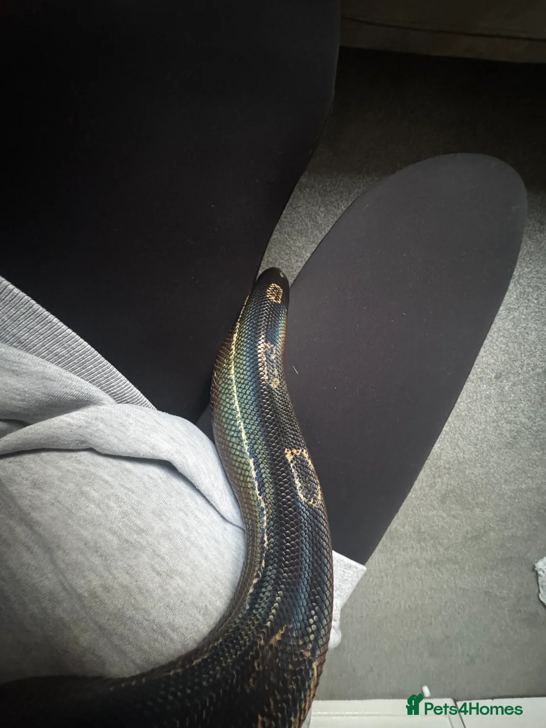 Boa Snake reptiles for sale: Beautiful male Boa 3 yrs old&full set up available in Market Drayton - Advert 3