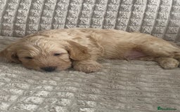 Cockapoo dogs for sale: Beautiful cockapoo puppies - Image 25