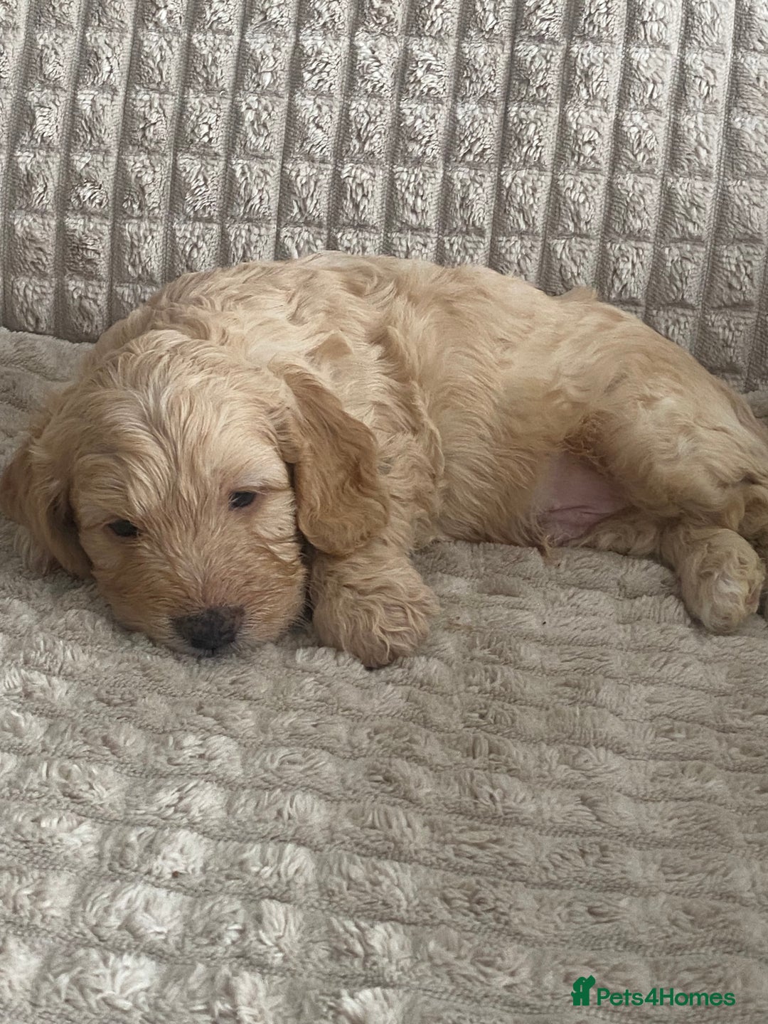Cockapoo dogs for sale: Beautiful cockapoo puppies - Image 25