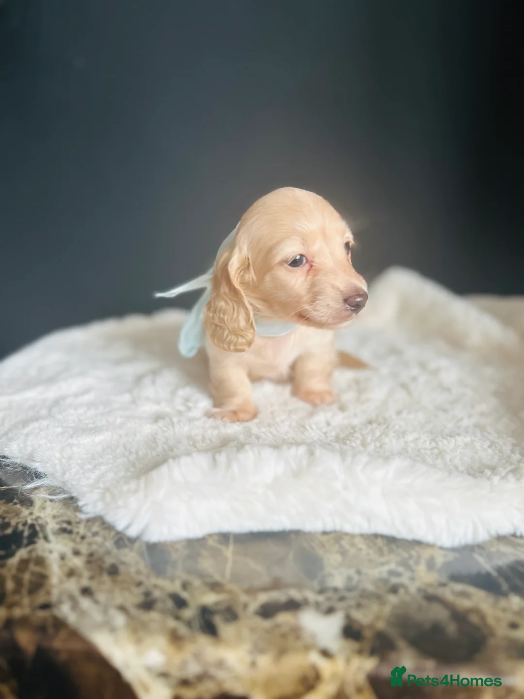 Miniature Dachshund dogs for sale: Creams-5 Star Breeder ⭐️⭐️⭐️⭐️⭐️ - Advert 6