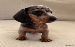 Miniature Dachshund dogs for sale: Gorgeous rainbow litter of miniature dachshund’  - Image 9