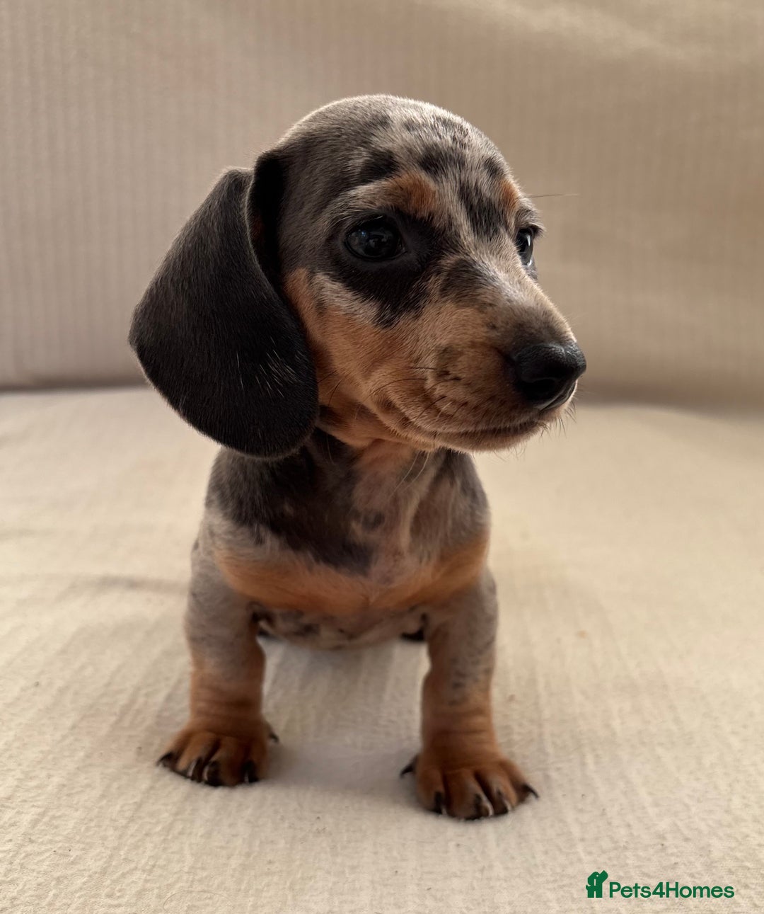 Miniature Dachshund dogs for sale: Gorgeous rainbow litter of miniature dachshund’  - Image 9