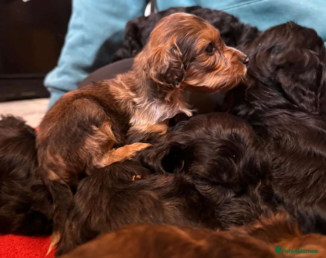 Irish Doodle dogs for sale: Irish Doodles (Mini)  - Advert 11