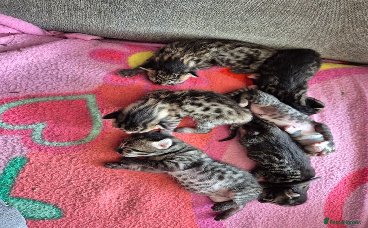 Savannah cats - Advert 1