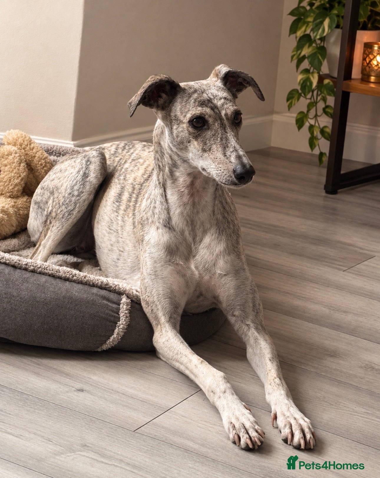 Saluki dogs Beautiful Saluki Greyhound - Advert 4
