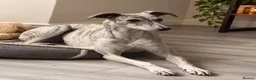 Saluki dogs for sale: Beautiful Saluki Greyhound in Malton - Advert 1