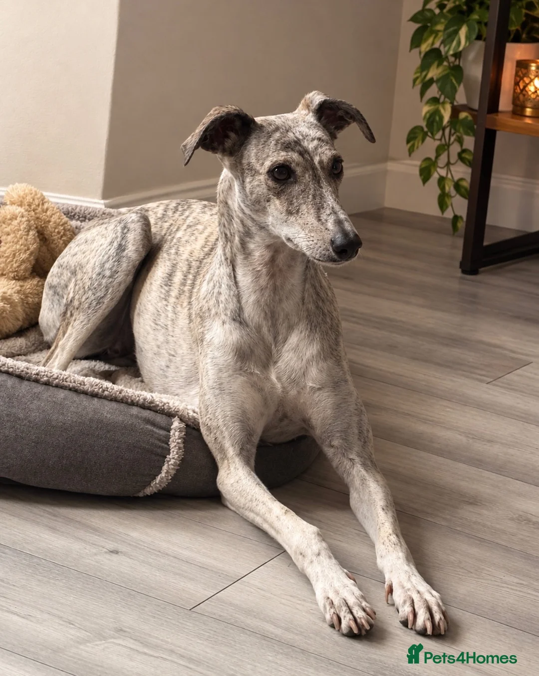 Saluki dogs for sale: Beautiful Saluki Greyhound in Malton - Advert 1