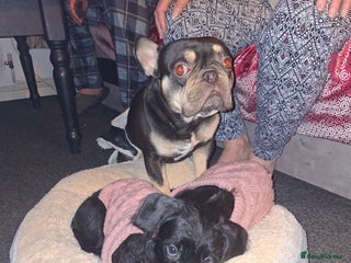 Mixed Breed dogs Miniature Poodle cross french bulldog puppies - Advert 1