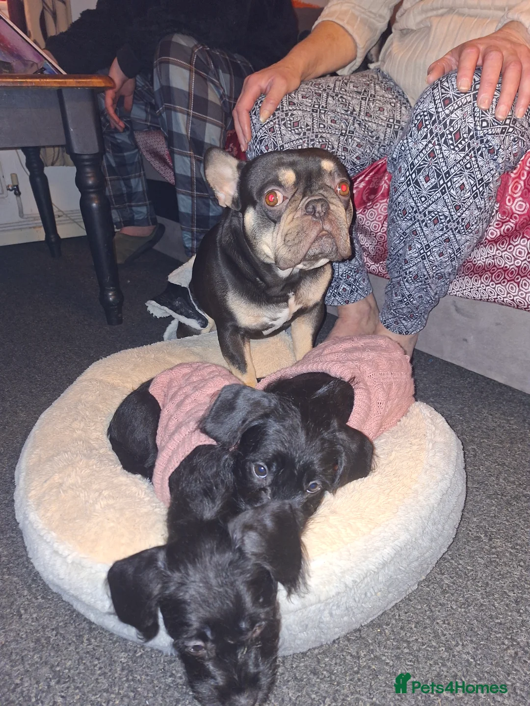 Mixed Breed dogs for sale: Miniature Poodle cross french bulldog puppies  - Advert 16