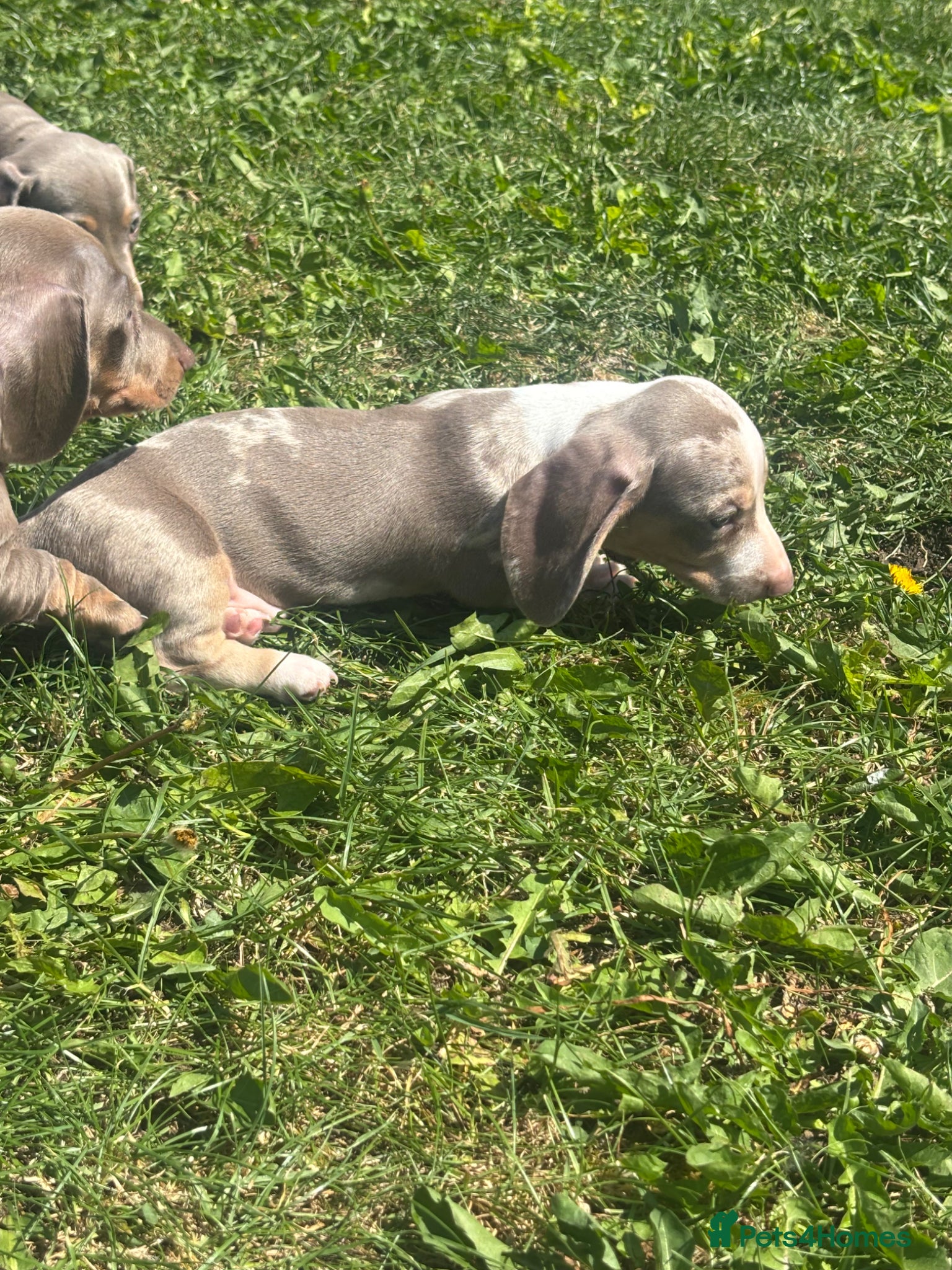 Miniature Dachshund dogs Miniature dachshund puppies!!!ready now!!! - Advert 17