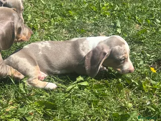 Miniature Dachshund dogs Miniature dachshund puppies!!!ready now!!! - Advert 17