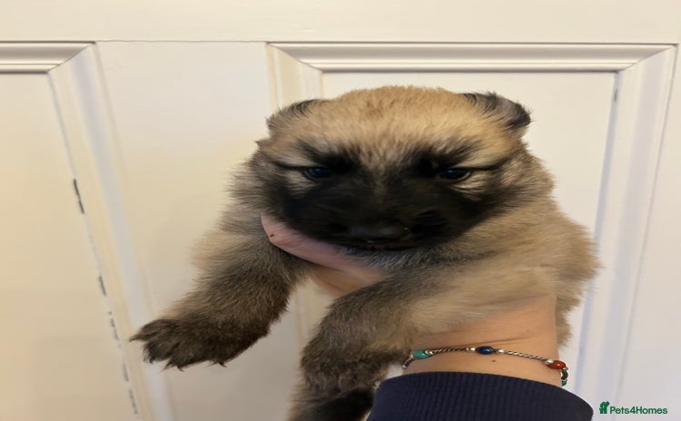 German Shepherd dogs - Advert 1