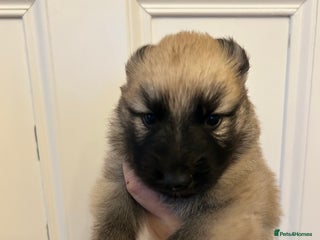 German Shepherd dogs - Advert 5