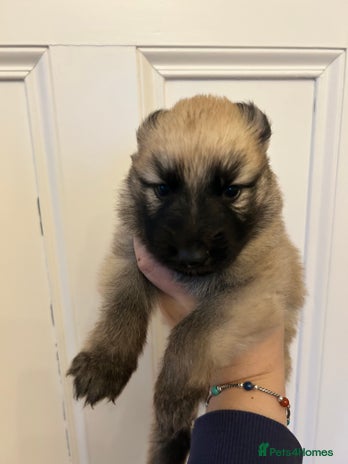 German Shepherd dogs - Advert 1