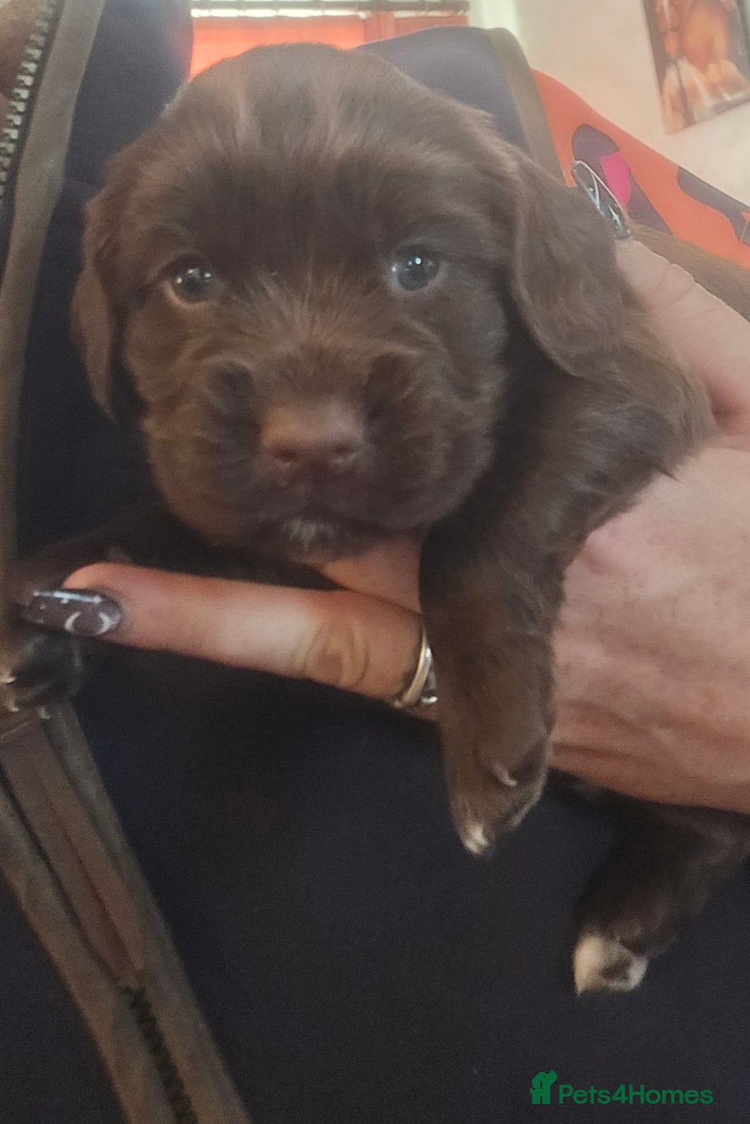 Cockerdor dogs for sale: Rare coloured stunning Cockerdor pups  - Image 7