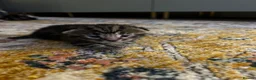 Mixed Breed cats for sale: 7 beautiful kittens ready from a loving home in Huddersfield - Advert 6