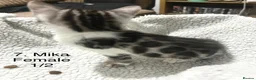 Bengal cats for sale: Full & Half Breed Bengal Kittens  - Advert 17