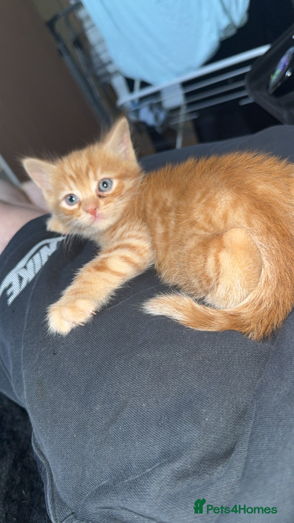 Persian cats for sale: 2 stunning PersianX kittens looking for new homes  - Advert 4