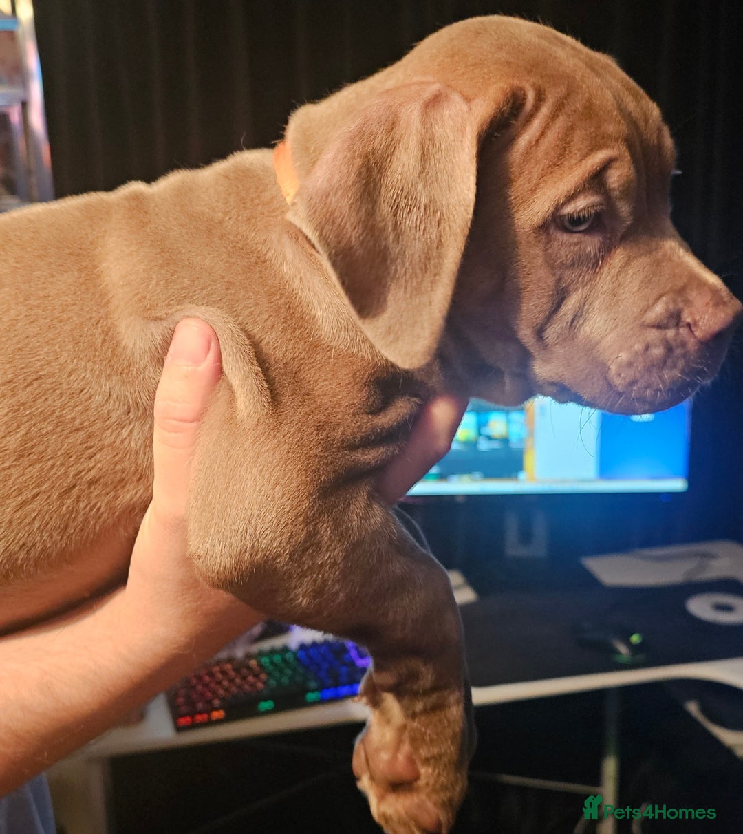 Mastiff dogs for sale: Mastiff Hybrids  - Image 23