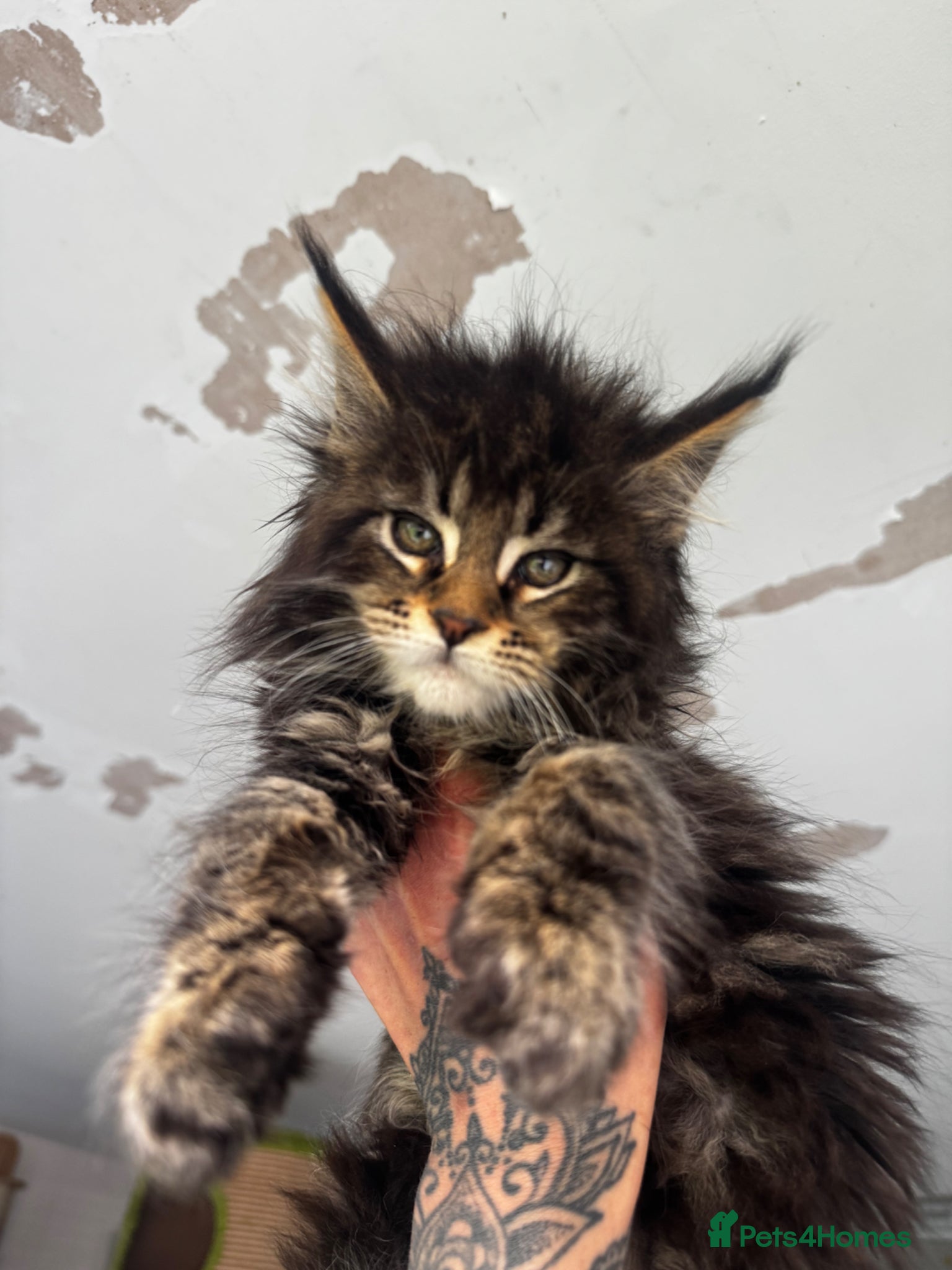 Maine Coon cats Russian Import Health Tested Loved Kittens - Advert 16