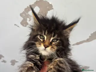 Maine Coon cats Russian Import Health Tested Loved Kittens - Advert 16