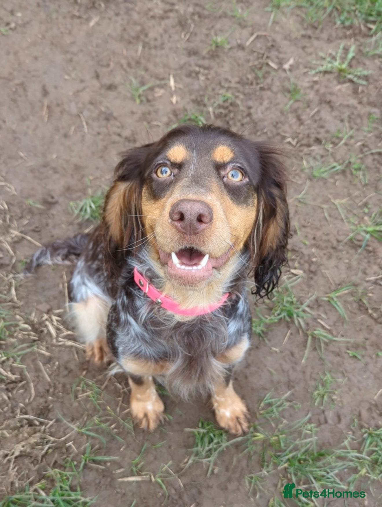 Cocker Spaniel dogs Last 2 boys available! - Advert 5