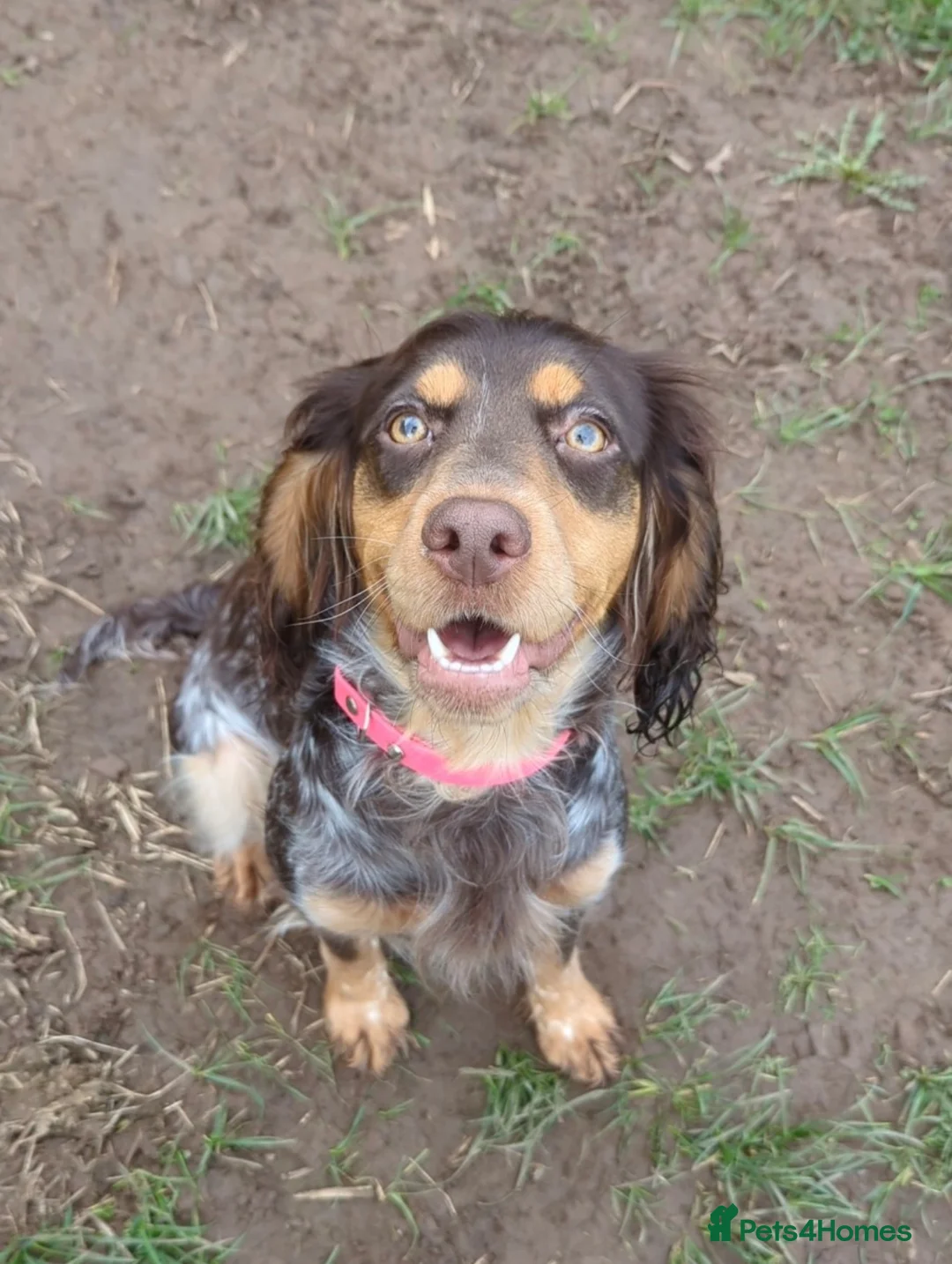 Cocker Spaniel dogs for sale: Last 2 boys available! - Advert 2