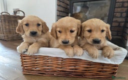 Golden Retriever dogs for sale: 🧡 dark red working Golden Retriever puppies 🧡 - Image 10