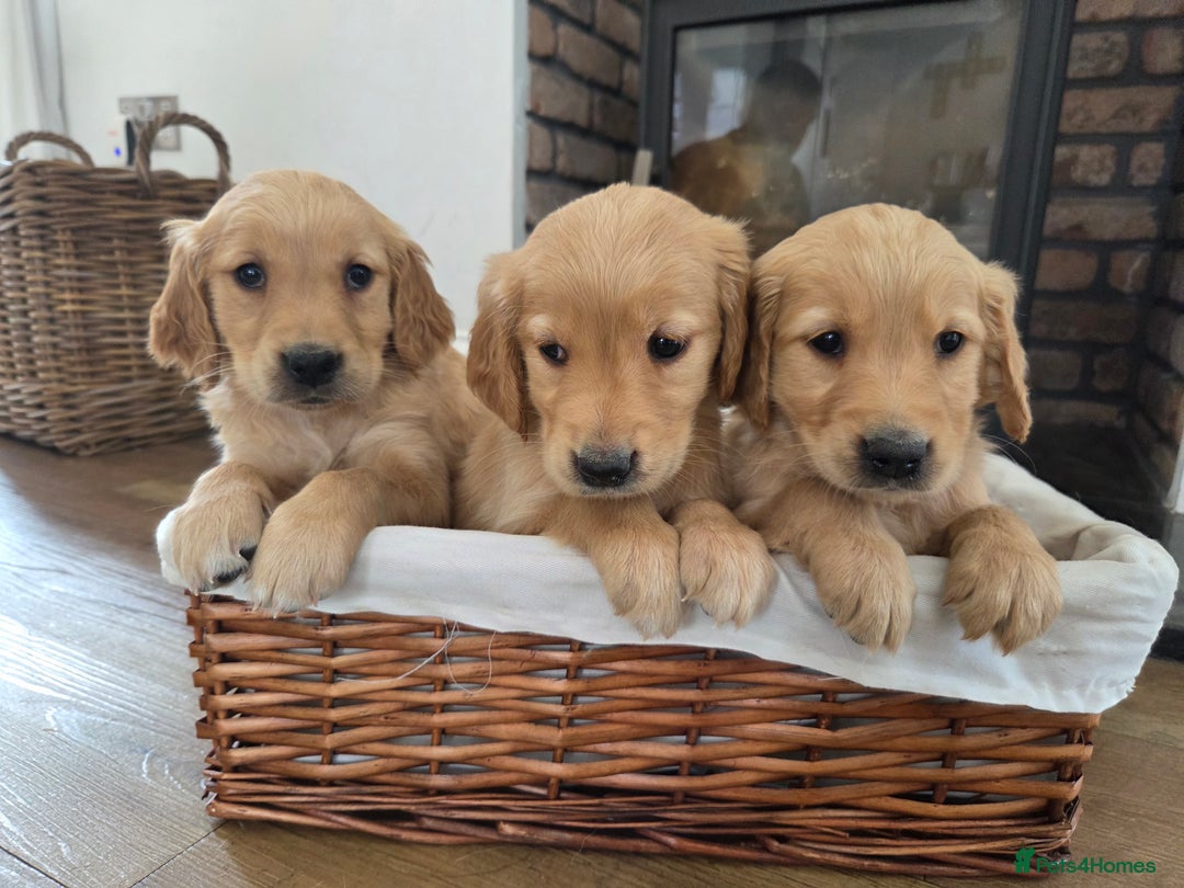 Golden Retriever dogs for sale: 🧡 dark red working Golden Retriever puppies 🧡 - Image 10